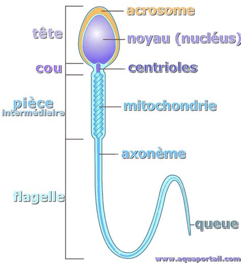 combien de temps survit un spermatozoïde|Quelle est la durée de vie d’un spermatozoïde